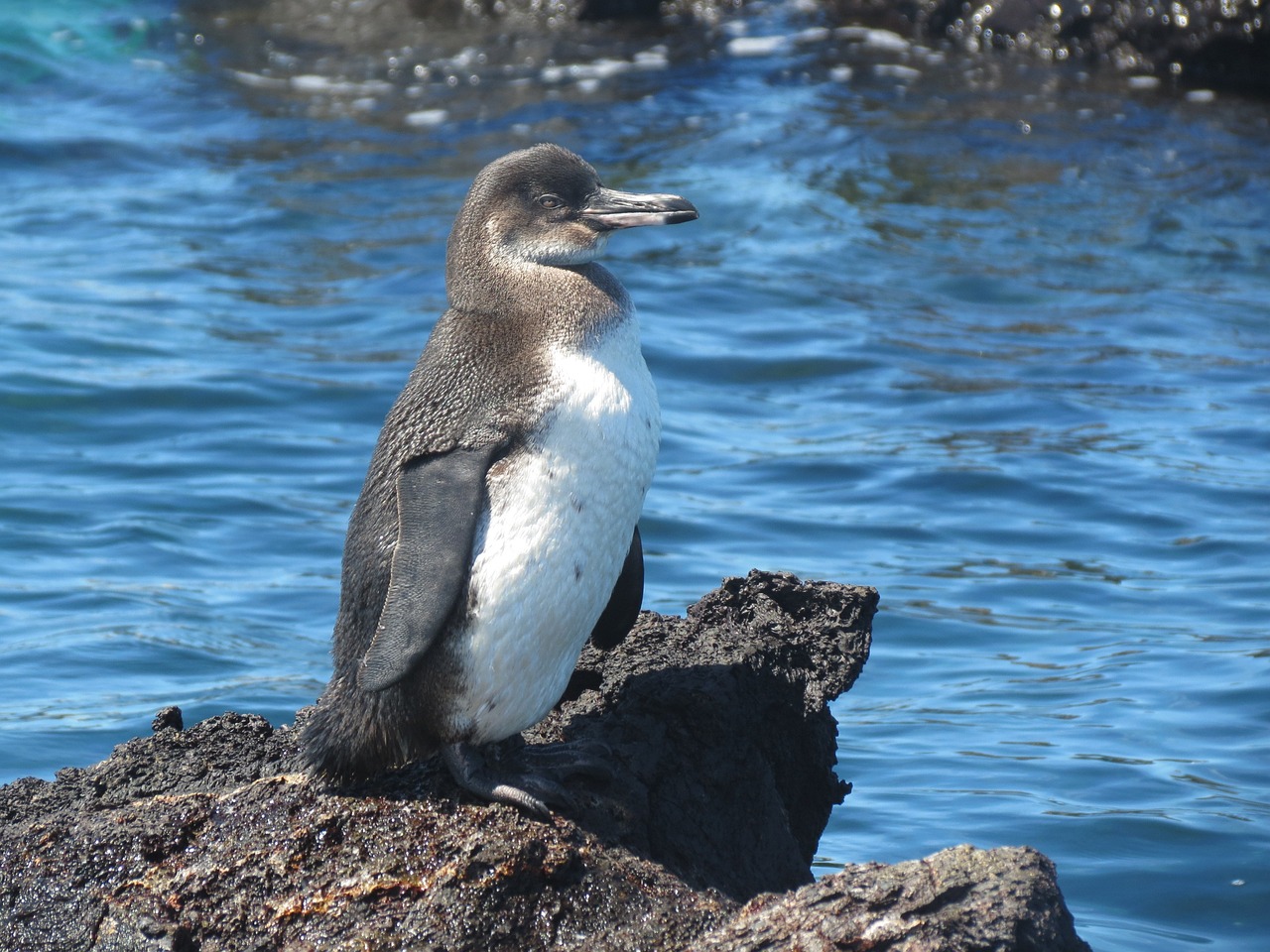 Aventura de 13 días en las Islas Galápagos: Naturaleza y Playas